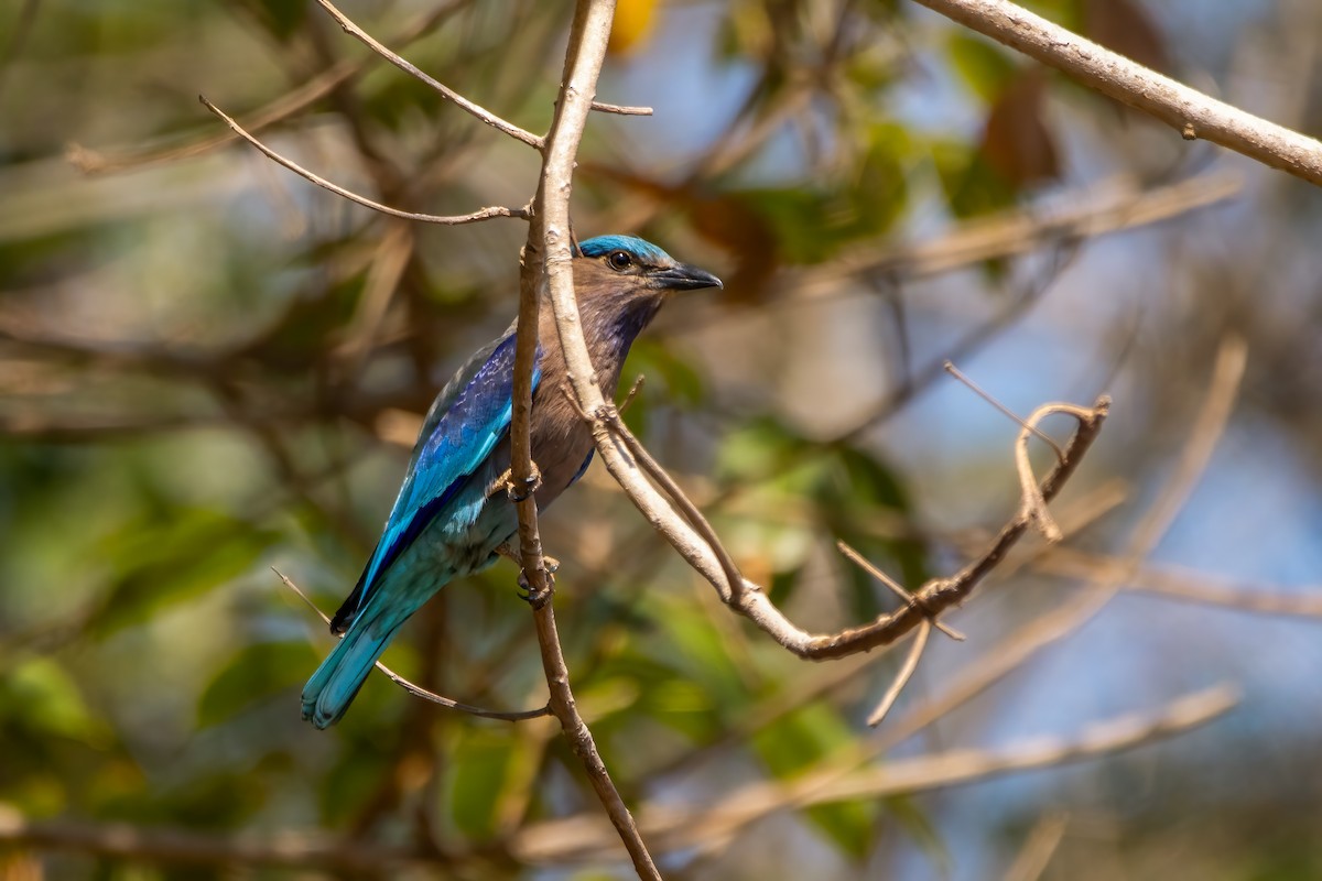 Indochinese Roller - ML630781687