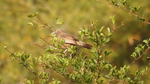 Yellow-billed Babbler - ML630781740
