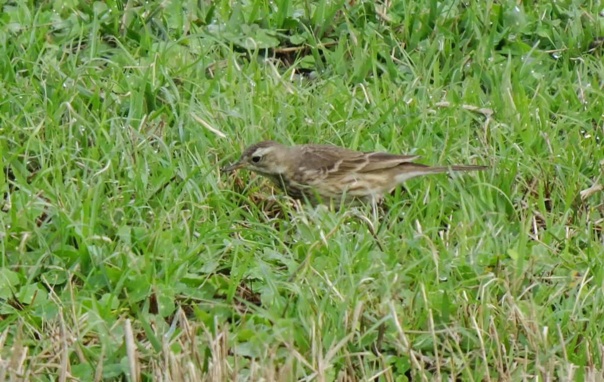 American Pipit - ML630781758