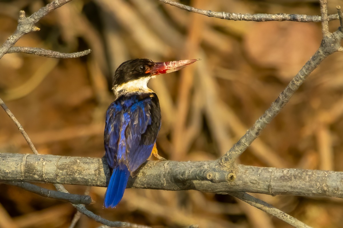 Black-capped Kingfisher - ML630781906