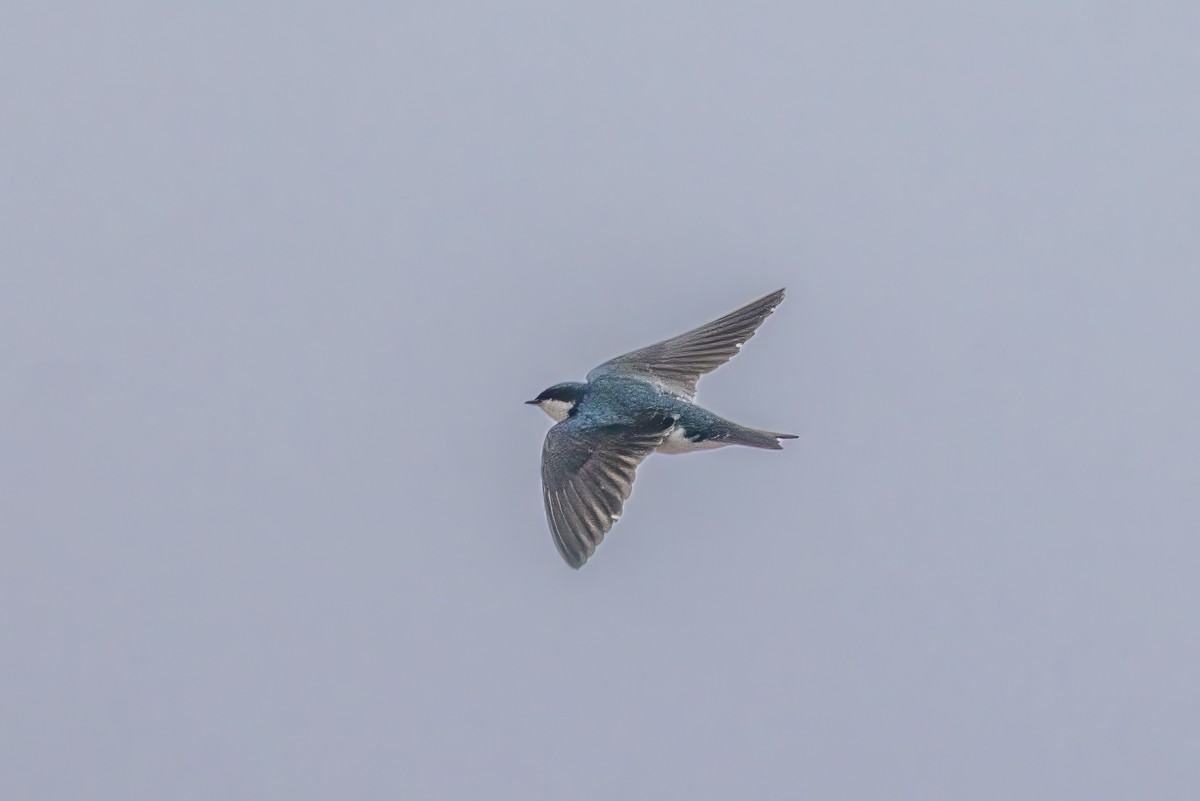 Tree Swallow - ML630782136