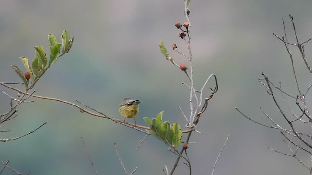 Тиккелийн дууч шувуу - ML630782237