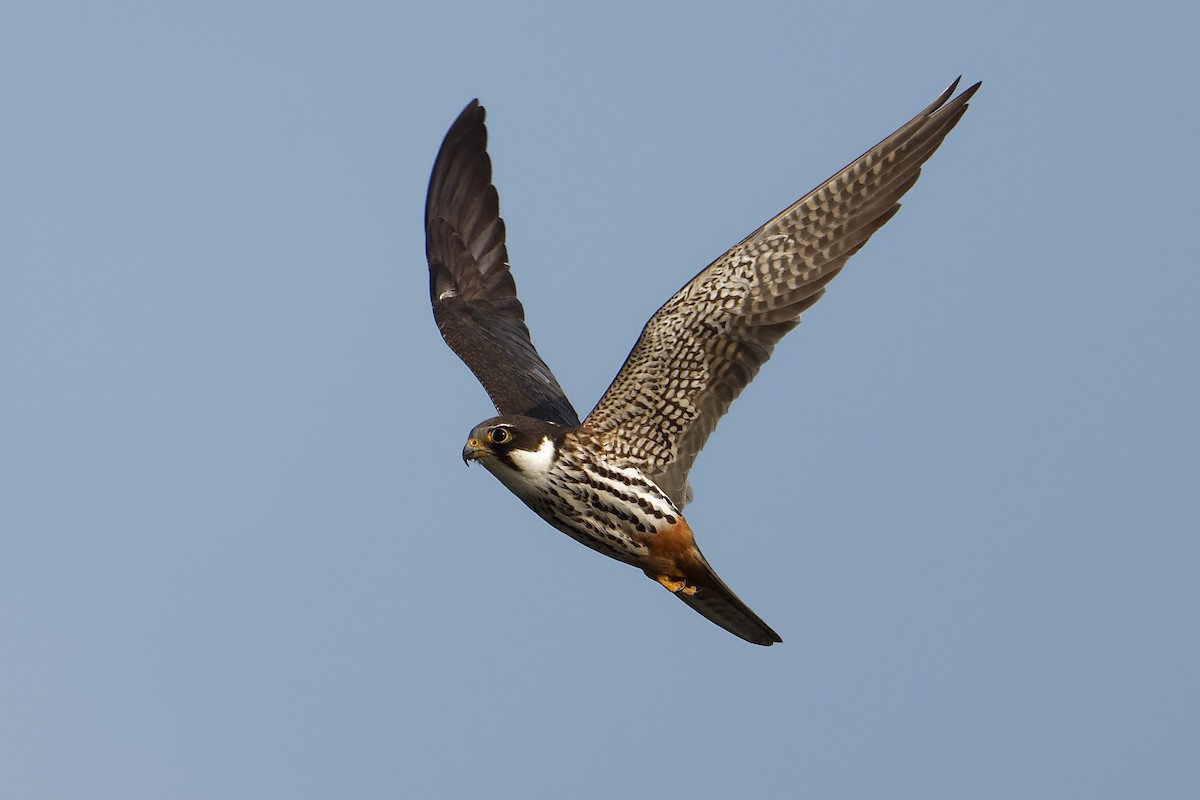 Шууман шонхор - ML630782334