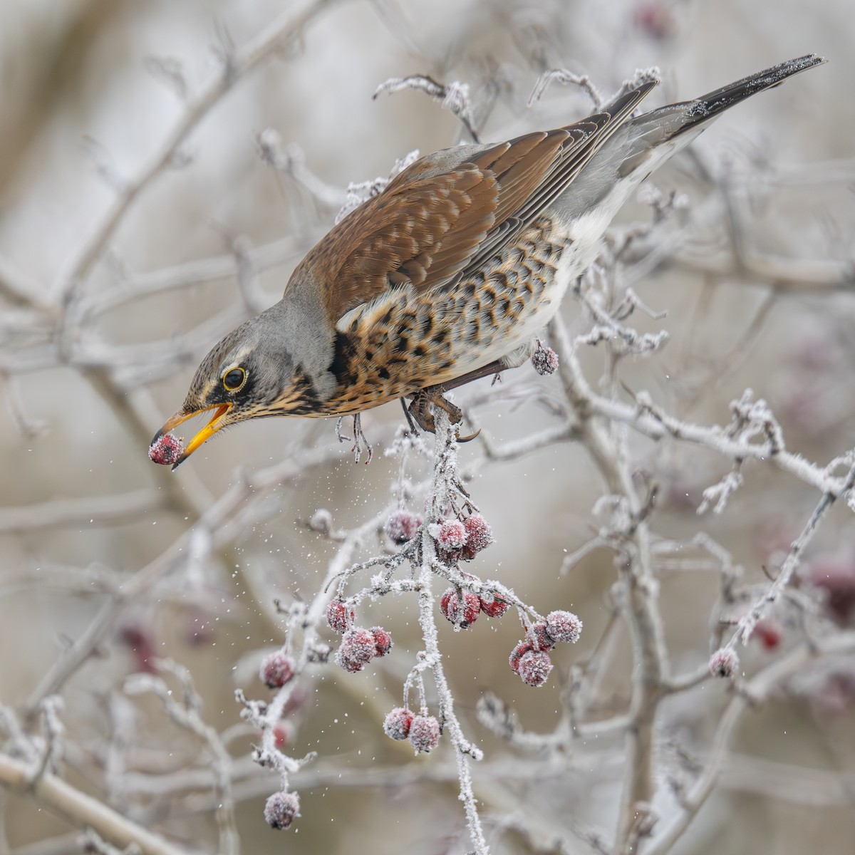Fieldfare - Veronika Švestková