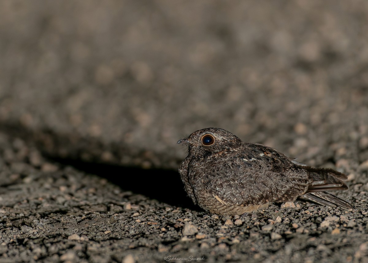 Savanna Nightjar (Sunda) - ML630782622