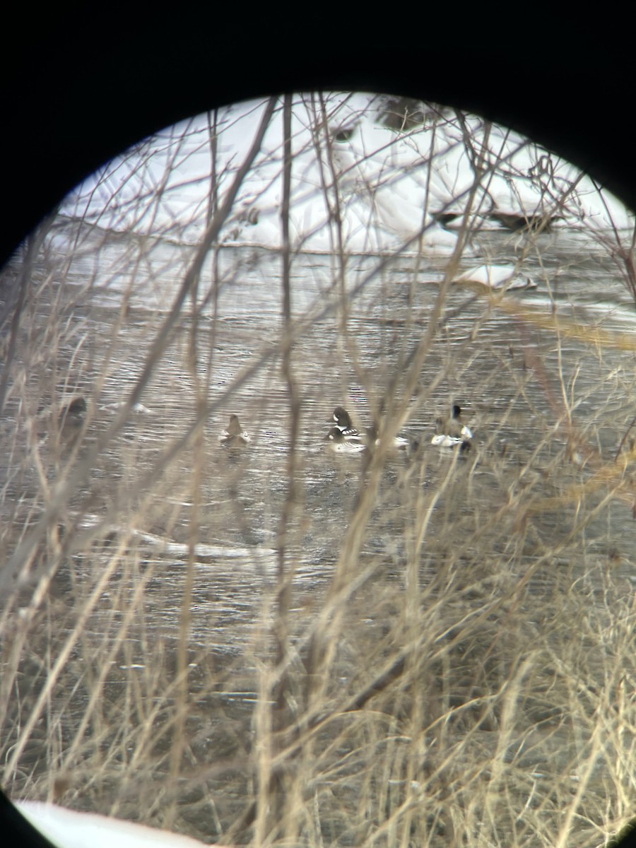 Common Goldeneye - ML630782654