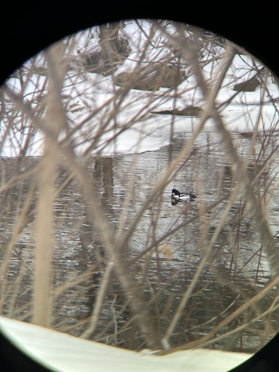 Barrow's Goldeneye - ML630782662