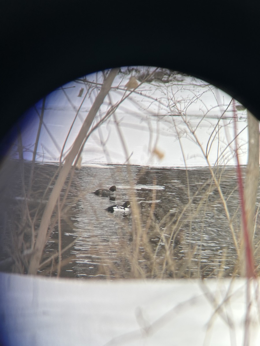 Barrow's Goldeneye - ML630782668