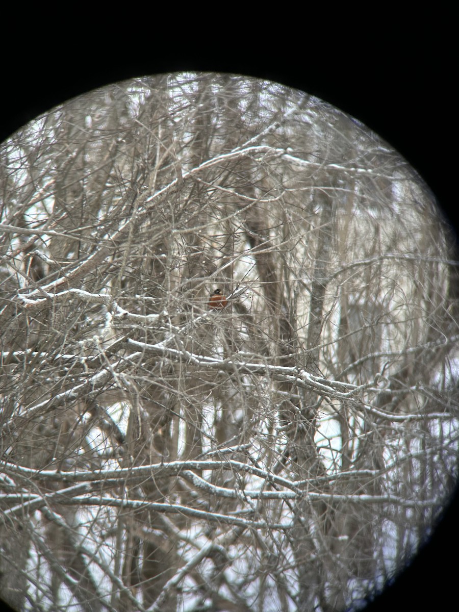 American Robin - ML630782690