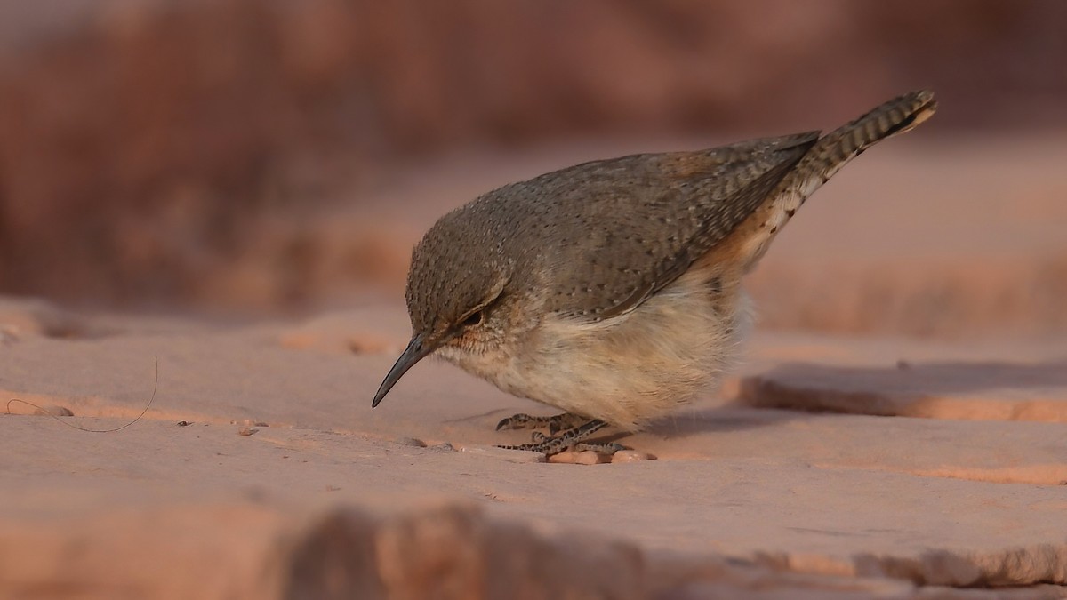 Rock Wren - ML630782890