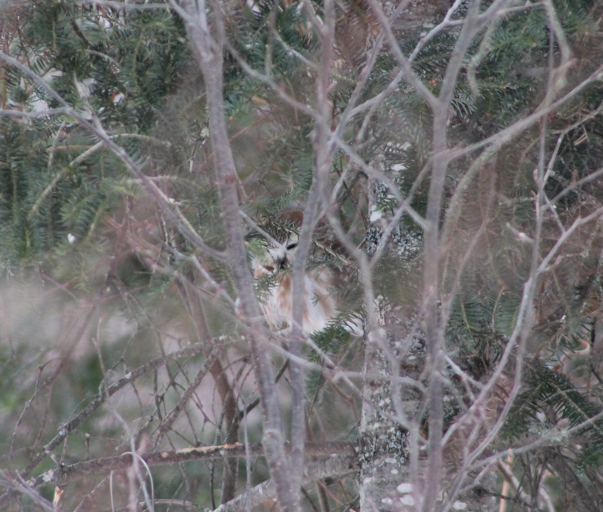 Northern Saw-whet Owl - ML630782901