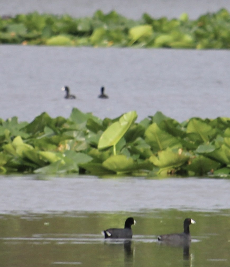 American Coot - ML630782902