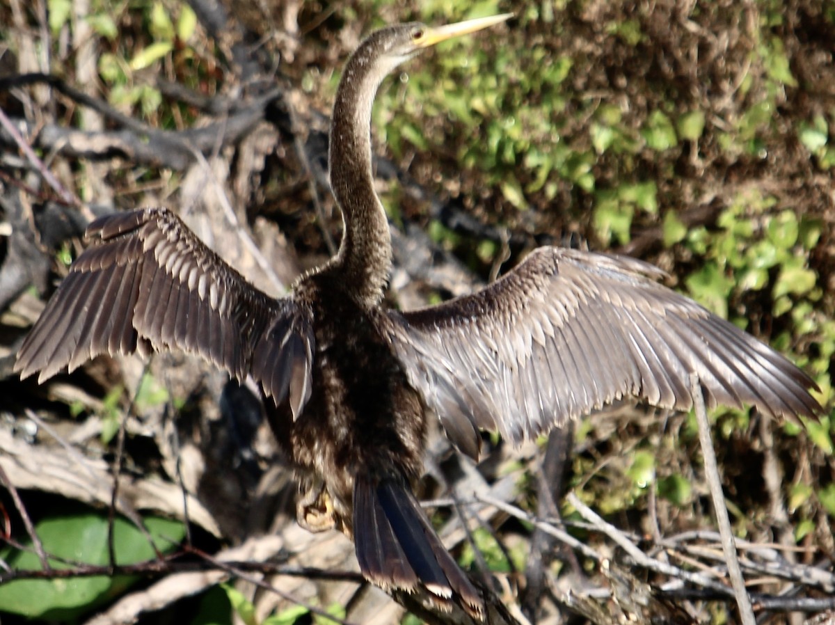 Anhinga - ML630782954