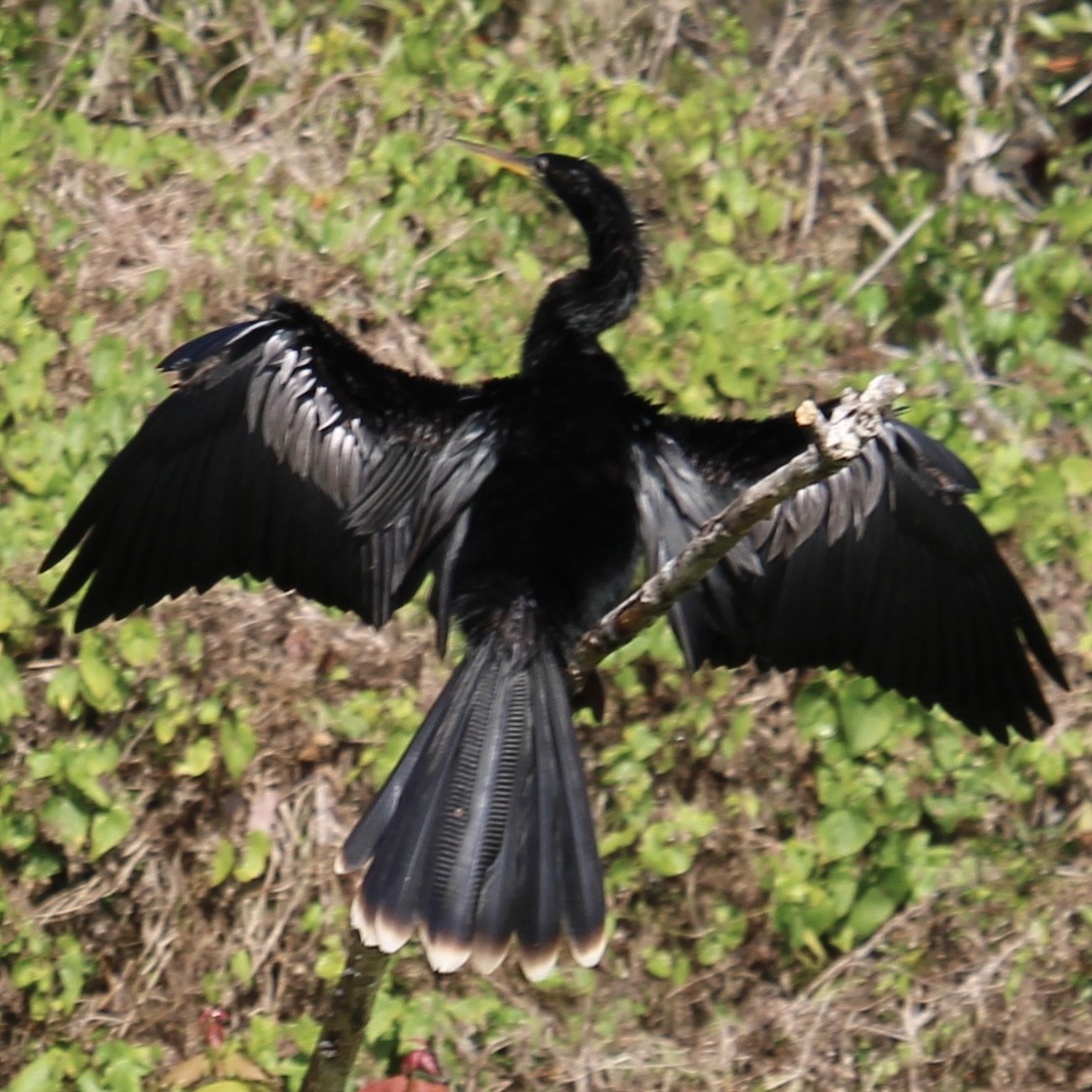 Anhinga - ML630782955