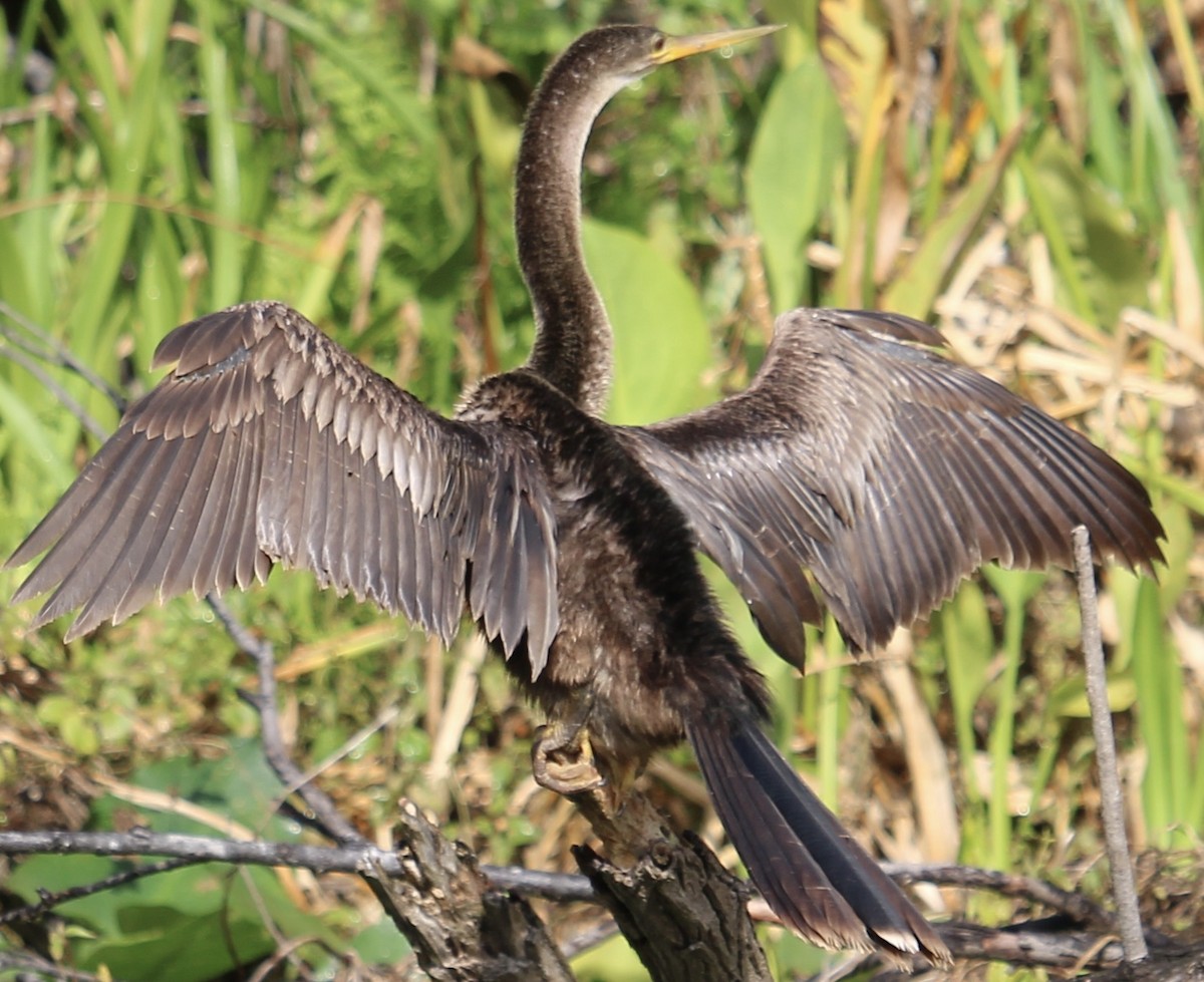 Anhinga - ML630782956