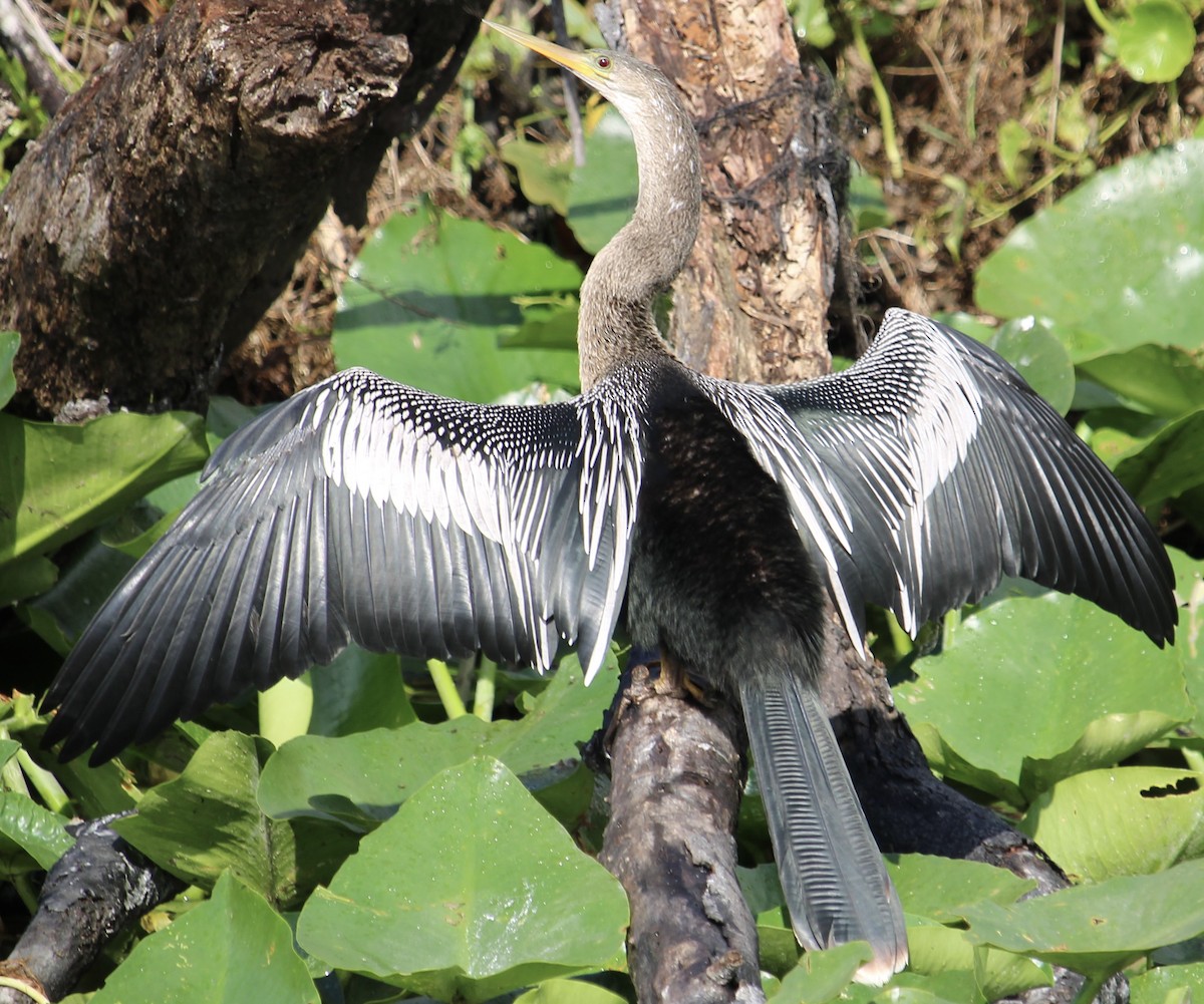 Anhinga - ML630782957