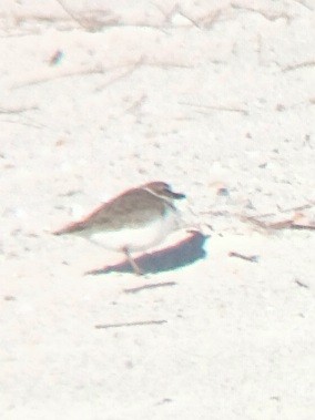 Wilson's Plover - ML630782967