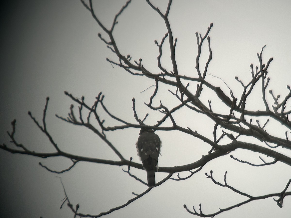 Sharp-shinned Hawk - ML630782979