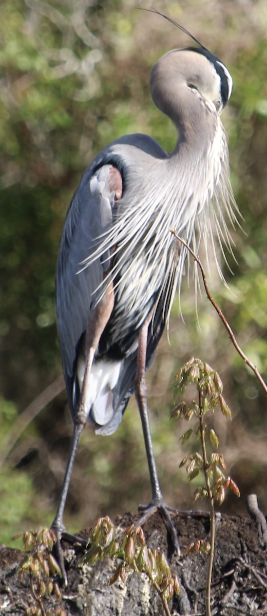 Great Blue Heron - ML630783000