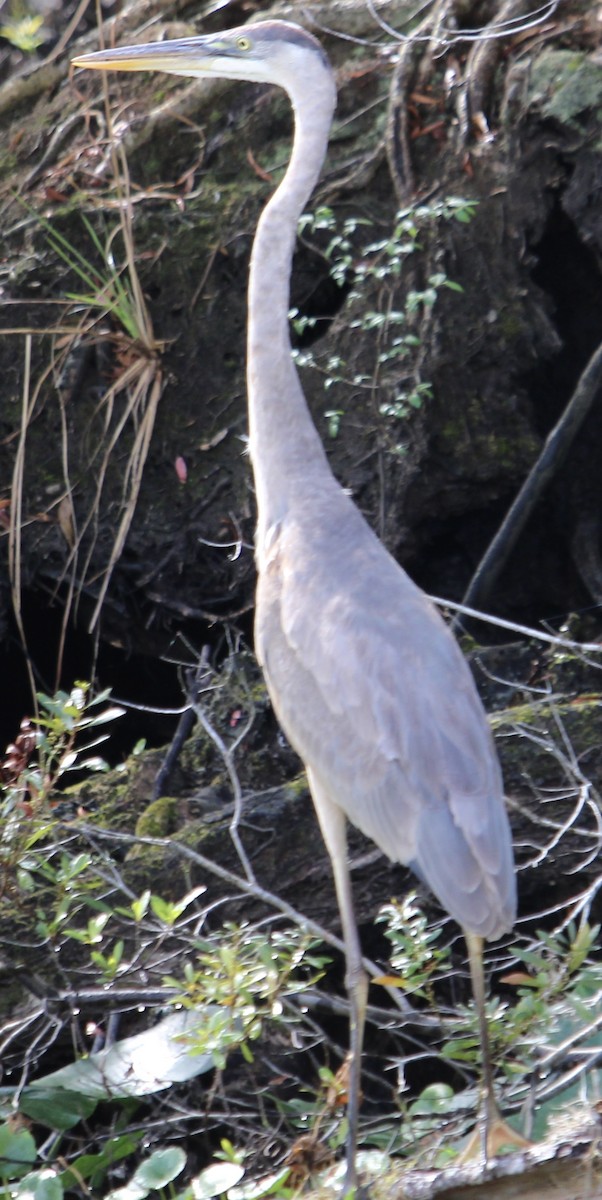 Great Blue Heron - ML630783001