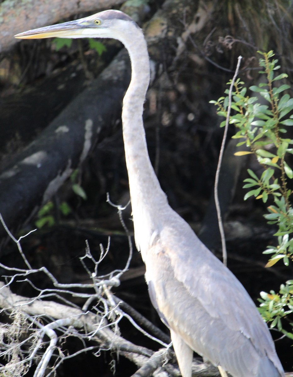 Great Blue Heron - ML630783002
