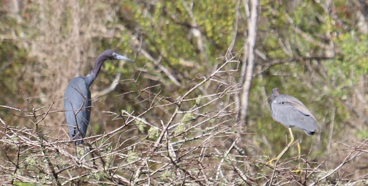 Tricolored Heron - ML630783053