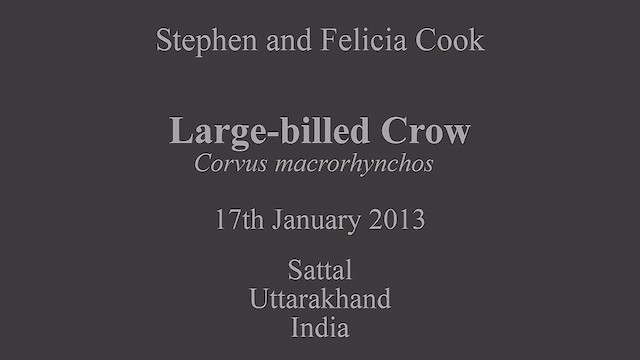 Large-billed Crow - ML630783142