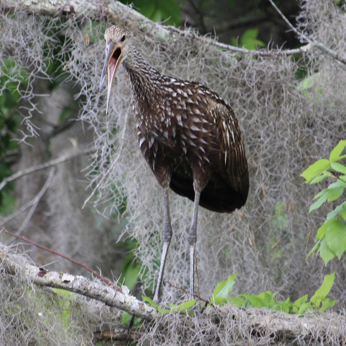 Limpkin - ML630783152