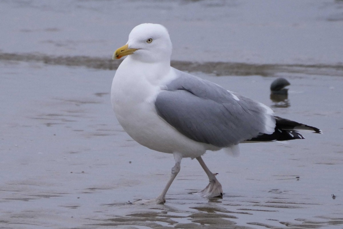 American Herring Gull - ML630783270