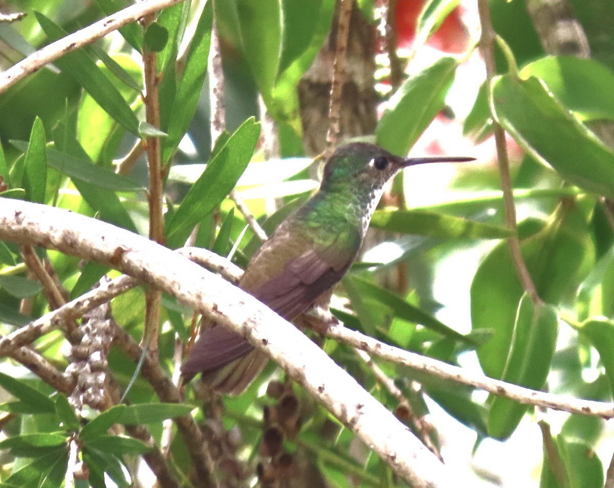 Azure-crowned Hummingbird - ML630783312