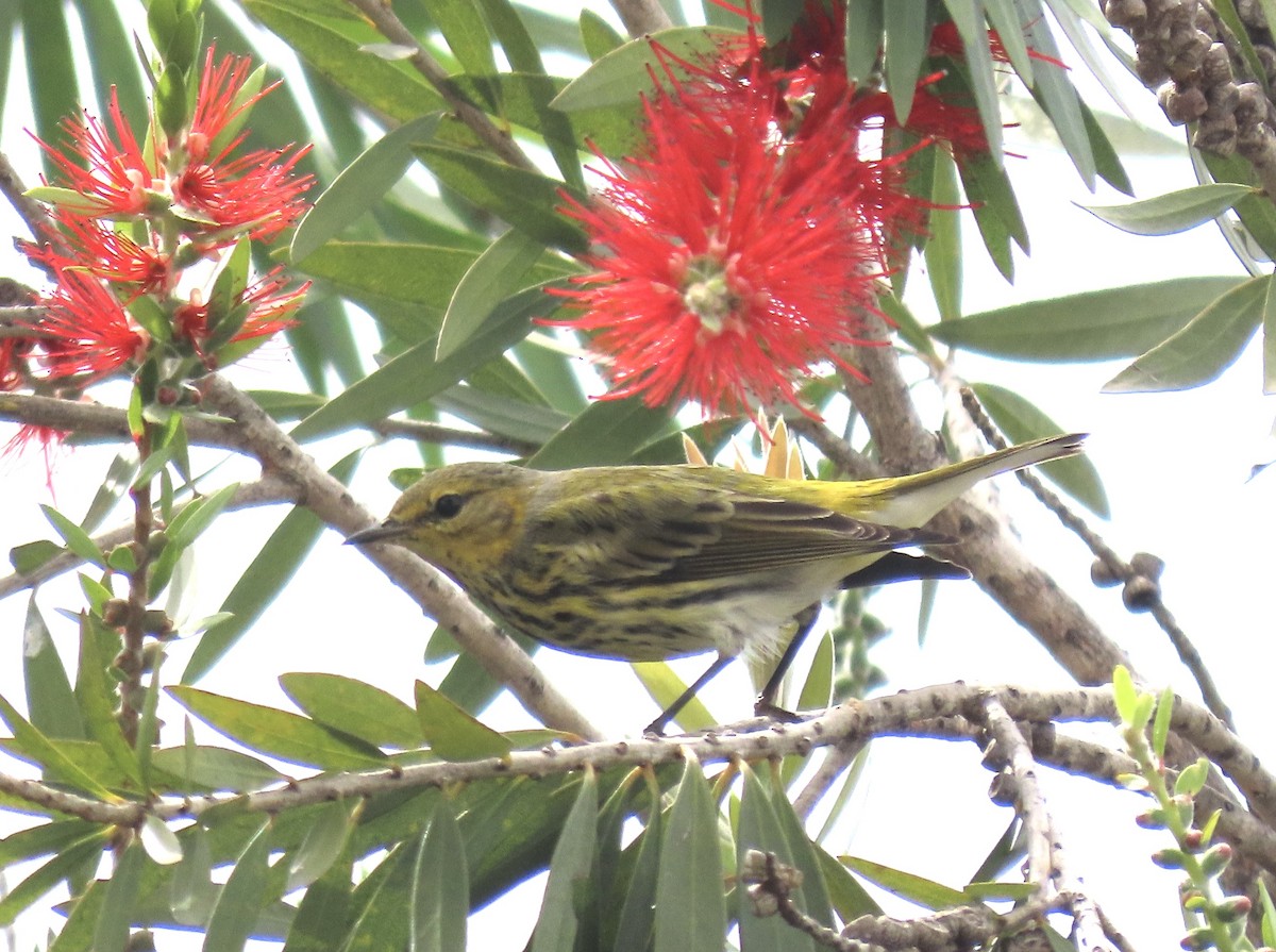 Cape May Warbler - ML630783327