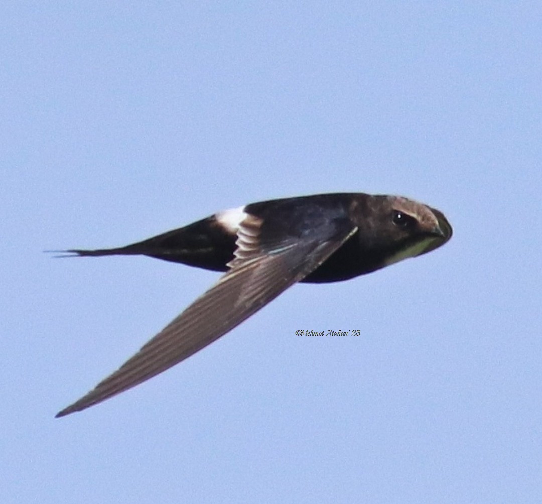 White-rumped Swift - ML630783376