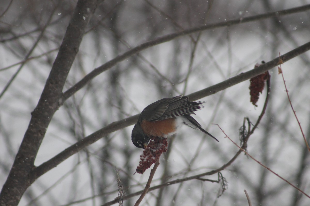 American Robin - ML630783549