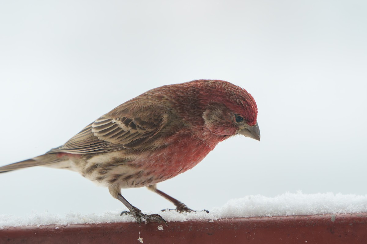 House Finch - ML630783620