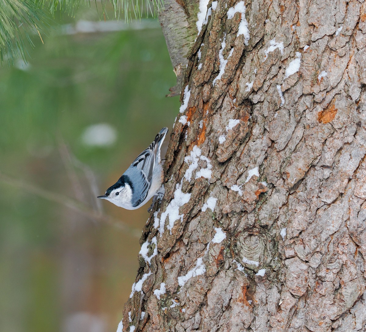 White-breasted Nuthatch - ML630783646