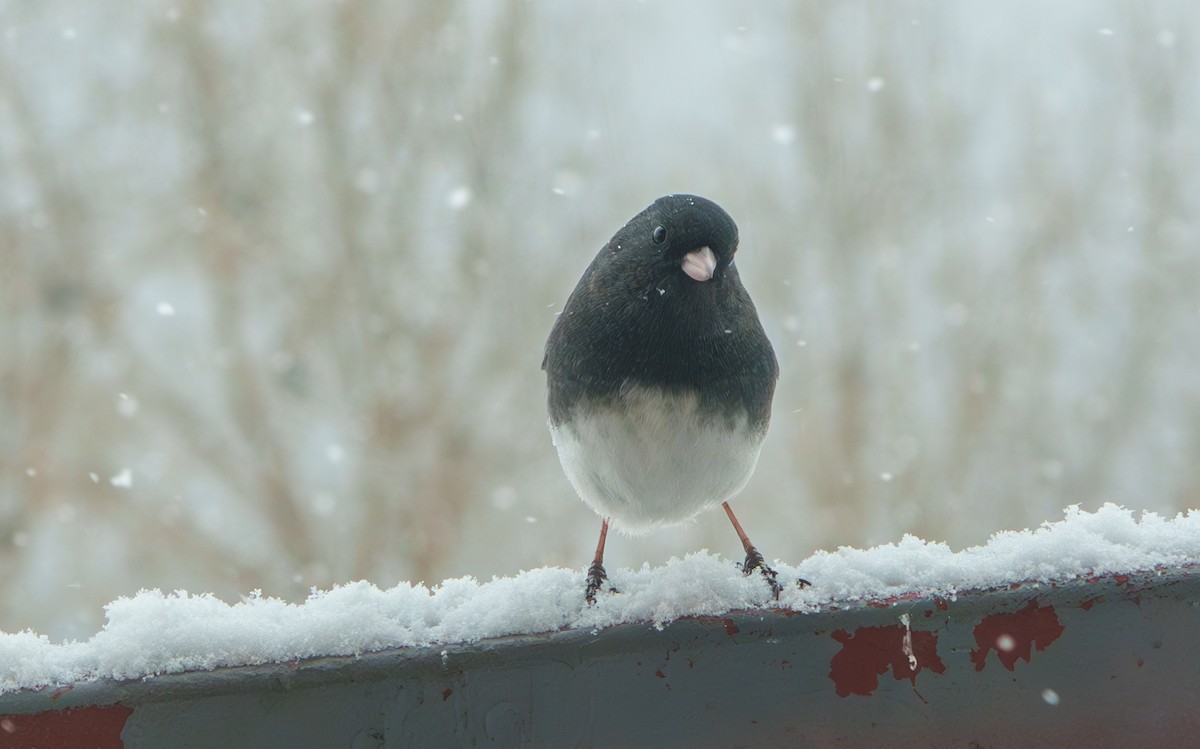 Dark-eyed Junco - ML630783649