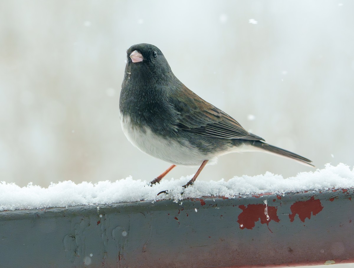 Dark-eyed Junco - ML630783650