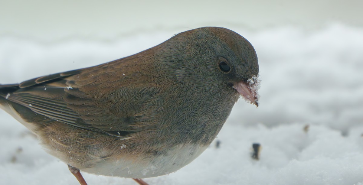 Dark-eyed Junco - ML630783651