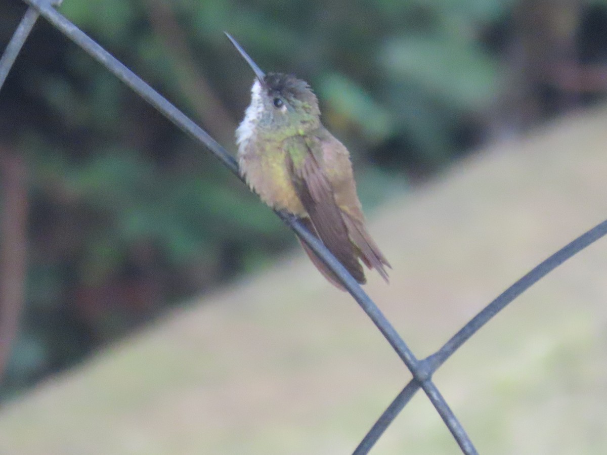 Azure-crowned Hummingbird - ML630783675