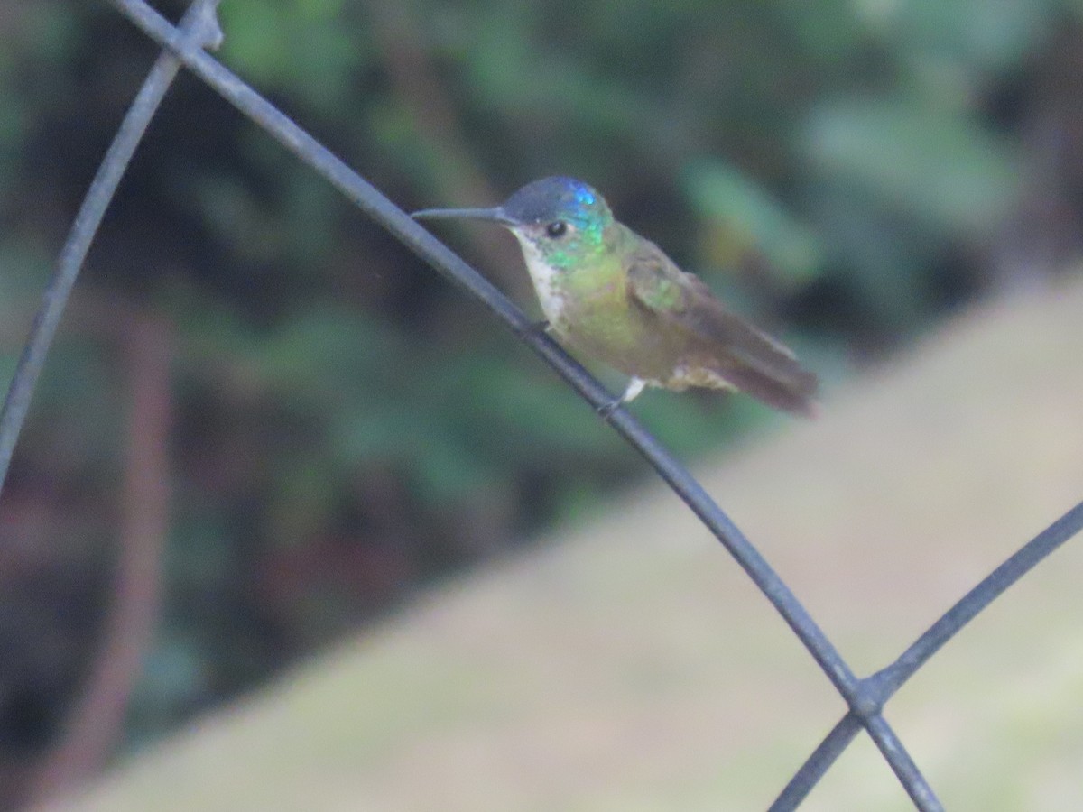 Azure-crowned Hummingbird - ML630783676