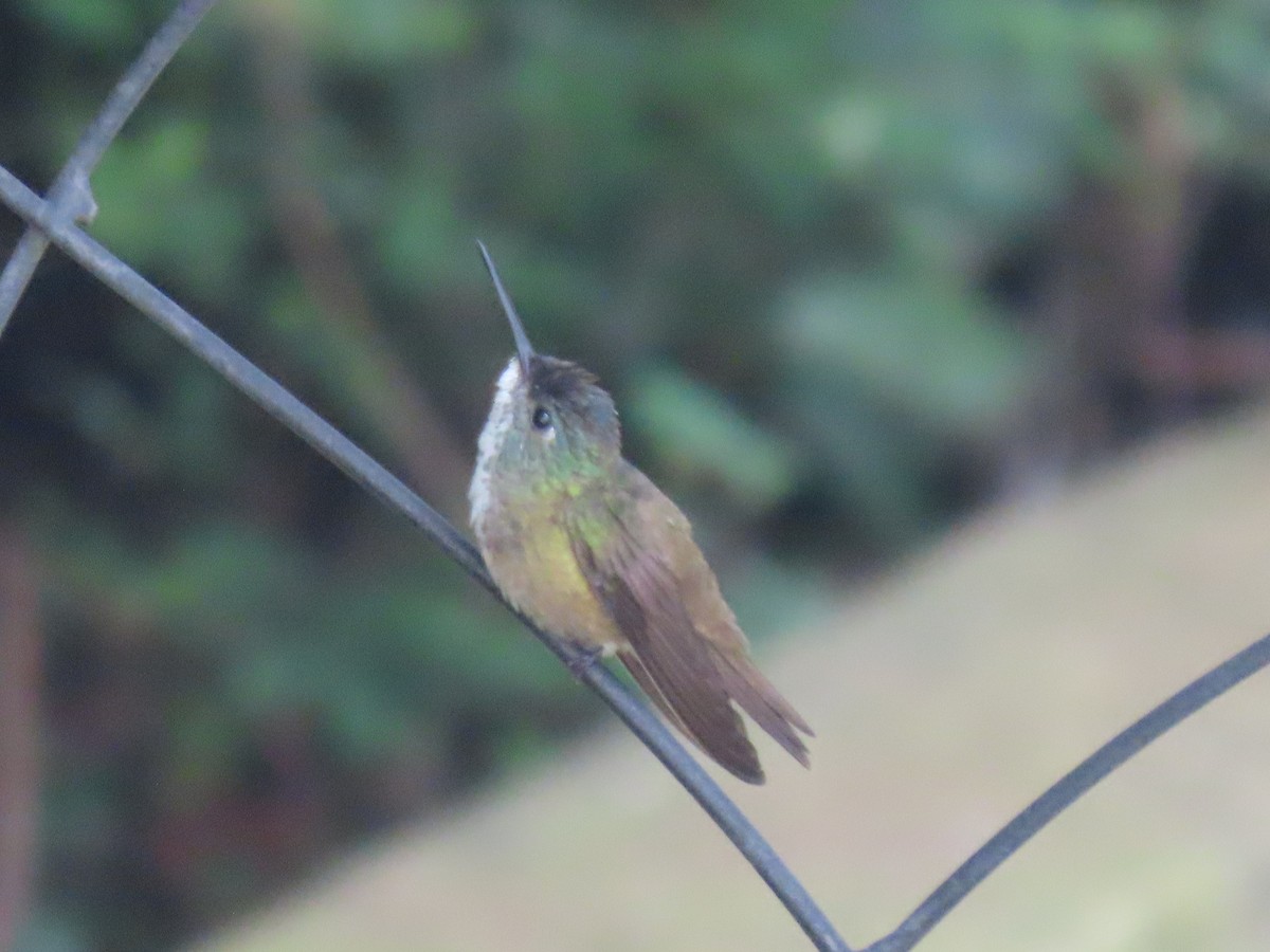 Azure-crowned Hummingbird - ML630783677