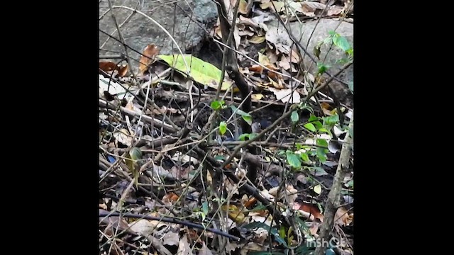 Indian Blackbird - ML630783707