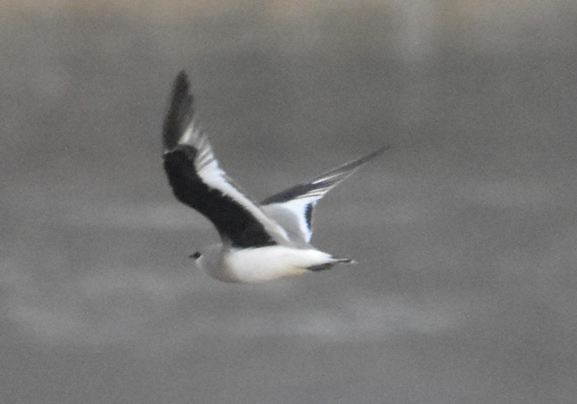 Small Pratincole - ML630783775
