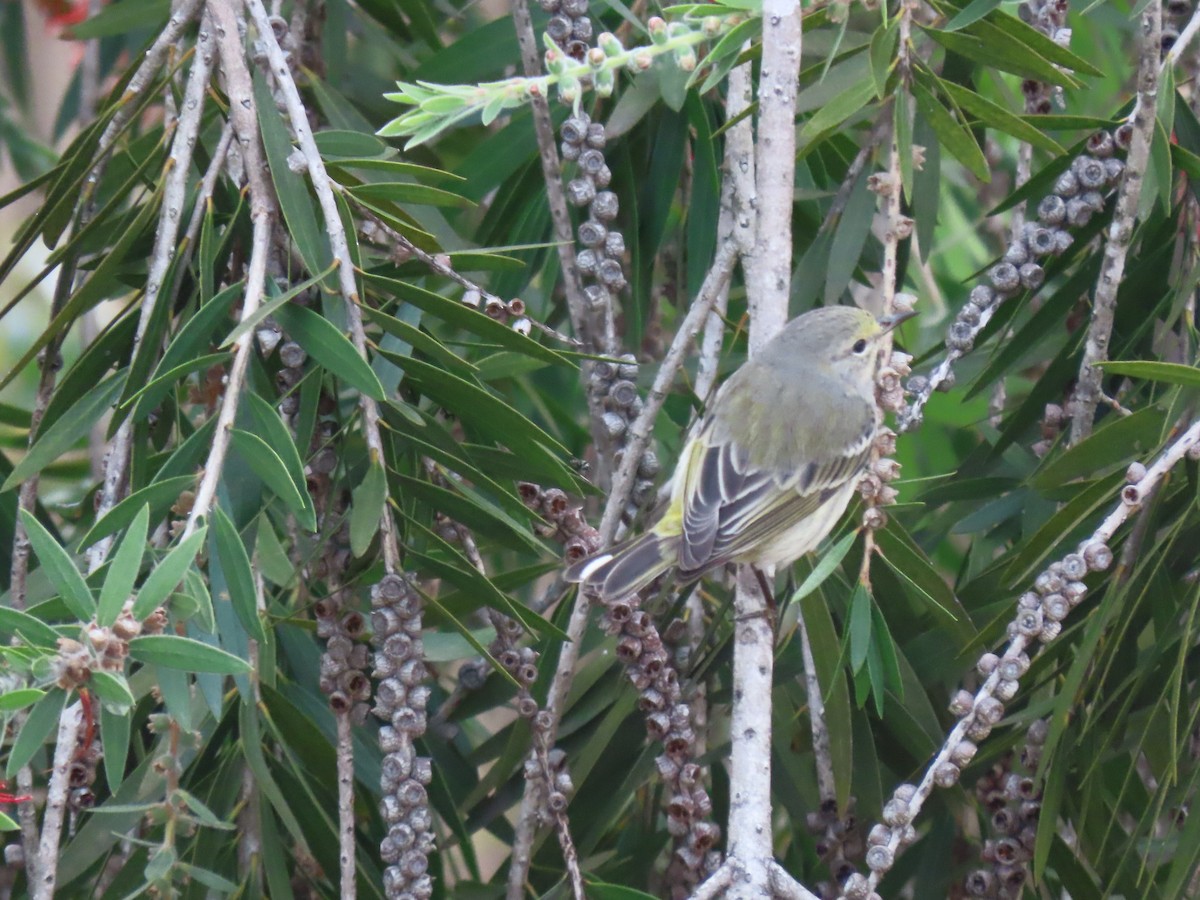 Cape May Warbler - ML630783782
