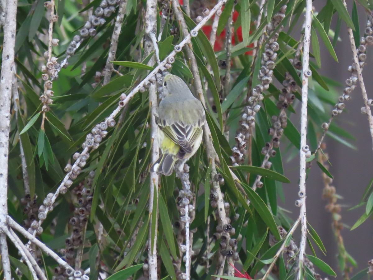 Cape May Warbler - ML630783783