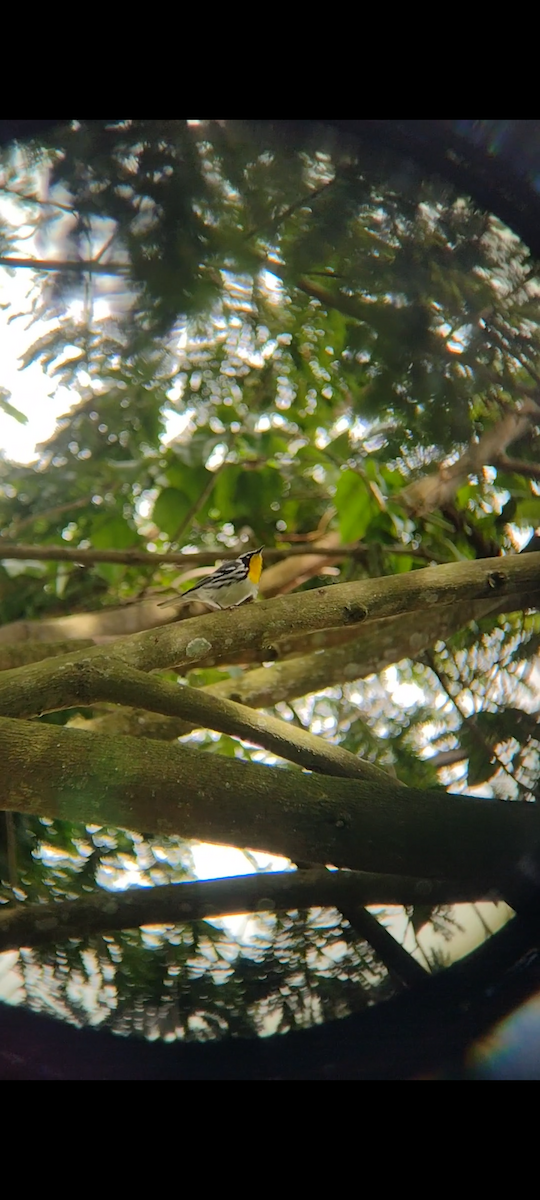 Yellow-throated Warbler - ML630783791