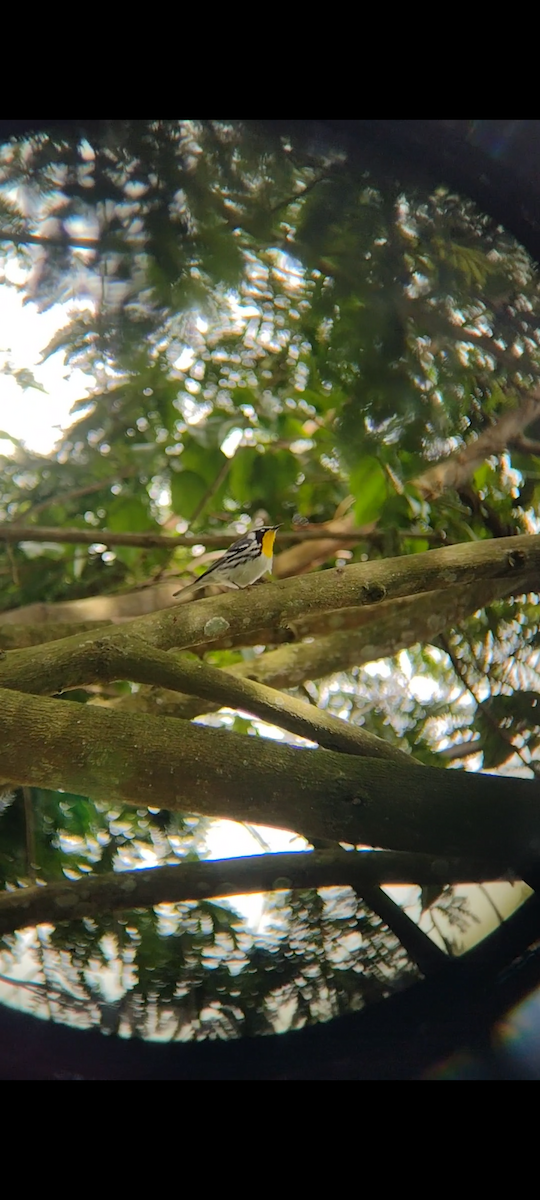 Yellow-throated Warbler - ML630783834