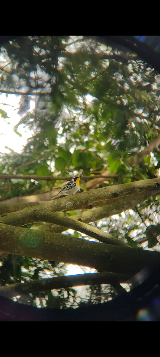 Yellow-throated Warbler - ML630783838