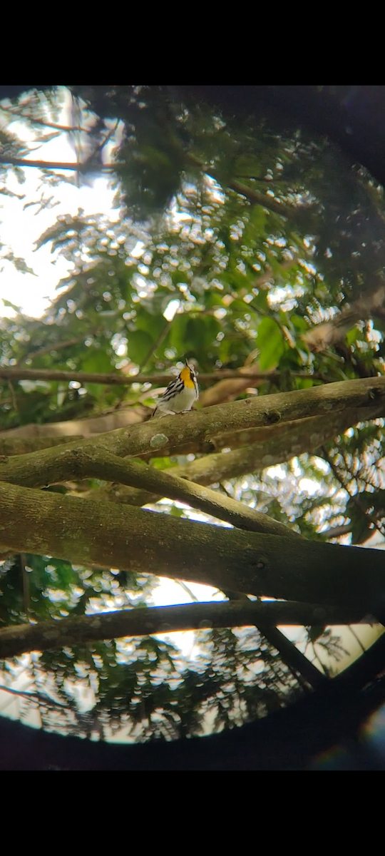 Yellow-throated Warbler - ML630783839