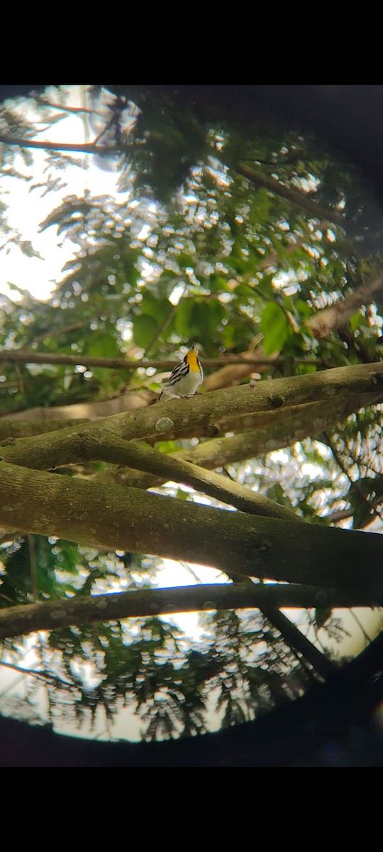 Yellow-throated Warbler - ML630783840